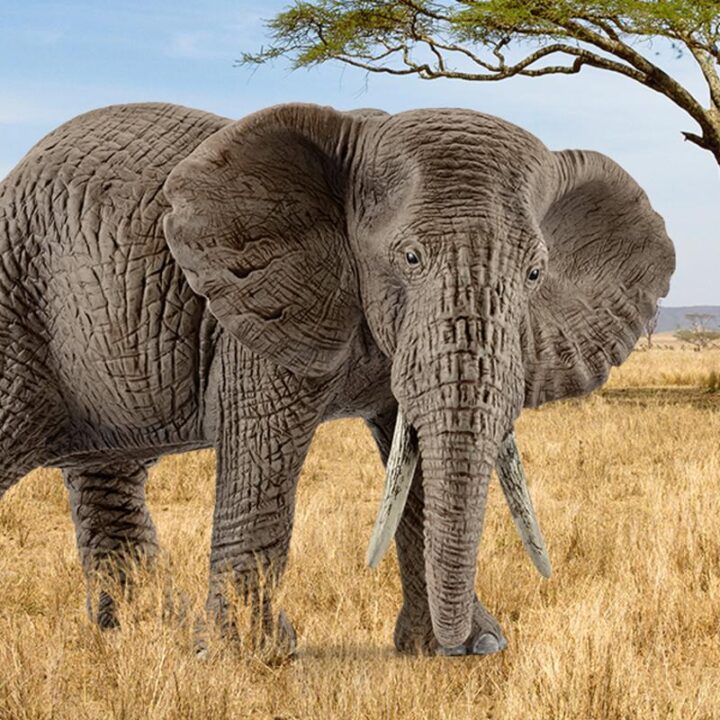 Schleich Afrikanische Elefantenkuh, Bild 2